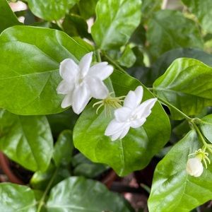 Meet your Posher, Satinder